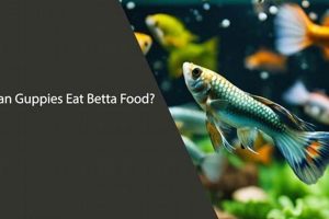 Can Guppies Eat Betta Food? Diet & Safety World’s Most Delicious Foods: Must-Try Dishes from Every Country Can Guppies Eat Betta Food? Diet & Safety | World’s Most Delicious Foods: Must-Try Dishes from Every Country