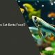 Can Guppies Eat Betta Food? Diet & Safety | World’s Most Delicious Foods: Must-Try Dishes from Every Country