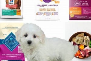 Top-Rated: Best Dog Food for Maltese with Allergies - Guide World’s Most Delicious Foods: Must-Try Dishes from Every Country Top-Rated: Best Dog Food for Maltese with Allergies - Guide | World’s Most Delicious Foods: Must-Try Dishes from Every Country