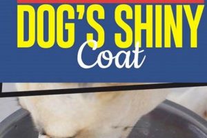 The Best Dog Food for a Shiny Coat: Top Picks + Tips World’s Most Delicious Foods: Must-Try Dishes from Every Country The Best Dog Food for a Shiny Coat: Top Picks + Tips | World’s Most Delicious Foods: Must-Try Dishes from Every Country