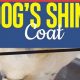 The Best Dog Food for a Shiny Coat: Top Picks + Tips | World’s Most Delicious Foods: Must-Try Dishes from Every Country