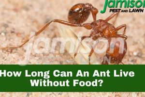 Can Ants Live Without Food? How Long, Really? World’s Most Delicious Foods: Must-Try Dishes from Every Country Can Ants Live Without Food? How Long, Really? | World’s Most Delicious Foods: Must-Try Dishes from Every Country