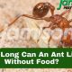 Can Ants Live Without Food? How Long, Really? | World’s Most Delicious Foods: Must-Try Dishes from Every Country