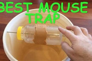 Easy Guide: Best Mouse Trap Food + Tips & Tricks! World’s Most Delicious Foods: Must-Try Dishes from Every Country Easy Guide: Best Mouse Trap Food + Tips & Tricks! | World’s Most Delicious Foods: Must-Try Dishes from Every Country
