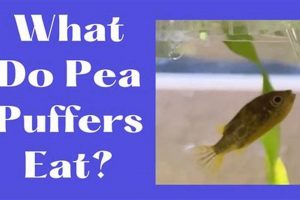 Best Pea Puffer Fish Food: Diet & Care Guide World’s Most Delicious Foods: Must-Try Dishes from Every Country Best Pea Puffer Fish Food: Diet & Care Guide | World’s Most Delicious Foods: Must-Try Dishes from Every Country