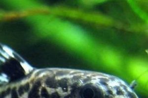 Complete Guide: Best Food for Cory Catfish (+Feeding Tips) World’s Most Delicious Foods: Must-Try Dishes from Every Country Complete Guide: Best Food for Cory Catfish (+Feeding Tips) | World’s Most Delicious Foods: Must-Try Dishes from Every Country