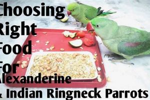 Best Indian Ringneck Food: Nutrition & Diets for India World’s Most Delicious Foods: Must-Try Dishes from Every Country Best Indian Ringneck Food: Nutrition & Diets for India | World’s Most Delicious Foods: Must-Try Dishes from Every Country