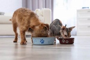 The Best Best Friends Forever Cat Food: A Guide World’s Most Delicious Foods: Must-Try Dishes from Every Country The Best Best Friends Forever Cat Food: A Guide | World’s Most Delicious Foods: Must-Try Dishes from Every Country