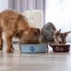The Best Best Friends Forever Cat Food: A Guide | World’s Most Delicious Foods: Must-Try Dishes from Every Country