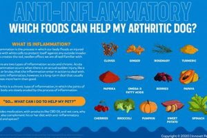 Best Anti Inflammatory Dog Food for Joint Health World’s Most Delicious Foods: Must-Try Dishes from Every Country Best Anti Inflammatory Dog Food for Joint Health | World’s Most Delicious Foods: Must-Try Dishes from Every Country