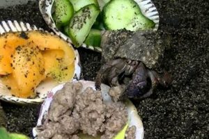 Guide to Best Hermit Crab Food: Top Picks & Recipes World’s Most Delicious Foods: Must-Try Dishes from Every Country Guide to Best Hermit Crab Food: Top Picks & Recipes | World’s Most Delicious Foods: Must-Try Dishes from Every Country