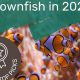 Guide: Best Food for Clownfish - Diet Tips | World’s Most Delicious Foods: Must-Try Dishes from Every Country