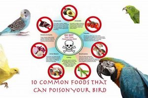 Dog Safety: Is Bird Food Toxic to Dogs? Risks & Tips World’s Most Delicious Foods: Must-Try Dishes from Every Country Dog Safety: Is Bird Food Toxic to Dogs? Risks & Tips | World’s Most Delicious Foods: Must-Try Dishes from Every Country
