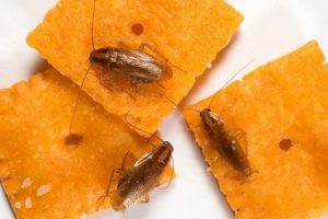 Can Roaches Really Smell Food? & How to Stop Them World’s Most Delicious Foods: Must-Try Dishes from Every Country Can Roaches Really Smell Food? & How to Stop Them | World’s Most Delicious Foods: Must-Try Dishes from Every Country