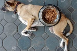 Is My Dog Bored of His Food? Tips & Solutions World’s Most Delicious Foods: Must-Try Dishes from Every Country Is My Dog Bored of His Food? Tips & Solutions | World’s Most Delicious Foods: Must-Try Dishes from Every Country