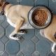 Is My Dog Bored of His Food? Tips & Solutions | World’s Most Delicious Foods: Must-Try Dishes from Every Country