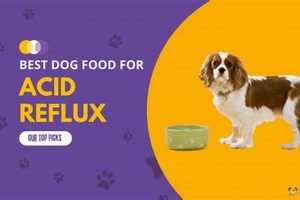 The Best Dog Food for Acid Reflux Relief: Diet Matters! World’s Most Delicious Foods: Must-Try Dishes from Every Country The Best Dog Food for Acid Reflux Relief: Diet Matters! | World’s Most Delicious Foods: Must-Try Dishes from Every Country