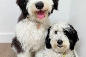 Top-Rated: Best Dog Food for Sheepadoodles Guide & Reviews World’s Most Delicious Foods: Must-Try Dishes from Every Country Top-Rated: Best Dog Food for Sheepadoodles Guide & Reviews | World’s Most Delicious Foods: Must-Try Dishes from Every Country