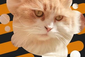 Best Food for Cats with Hyperthyroidism: Diet Guide World’s Most Delicious Foods: Must-Try Dishes from Every Country Best Food for Cats with Hyperthyroidism: Diet Guide | World’s Most Delicious Foods: Must-Try Dishes from Every Country