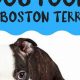 Top Rated: Best Dog Food for Boston Terriers (2024 Guide) | World’s Most Delicious Foods: Must-Try Dishes from Every Country