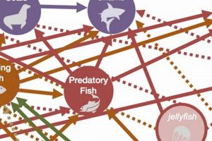 Unlocking the Chesapeake Bay Food Web Before Fishing: Answer Key & More World’s Most Delicious Foods: Must-Try Dishes from Every Country Unlocking the Chesapeake Bay Food Web Before Fishing: Answer Key & More | World’s Most Delicious Foods: Must-Try Dishes from Every Country