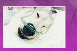 Diet & Seizures: Can Food Trigger Seizures in Dogs? Risks & Tips World’s Most Delicious Foods: Must-Try Dishes from Every Country Diet & Seizures: Can Food Trigger Seizures in Dogs? Risks & Tips | World’s Most Delicious Foods: Must-Try Dishes from Every Country