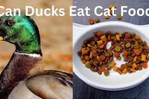 Ducks & Cat Food: Can Ducks Eat Cat Food Safely? World’s Most Delicious Foods: Must-Try Dishes from Every Country Ducks & Cat Food: Can Ducks Eat Cat Food Safely? | World’s Most Delicious Foods: Must-Try Dishes from Every Country