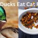 Ducks & Cat Food: Can Ducks Eat Cat Food Safely? | World’s Most Delicious Foods: Must-Try Dishes from Every Country