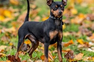 Best Min Pin Dog Food: Fueling Your Active Pup! World’s Most Delicious Foods: Must-Try Dishes from Every Country Best Min Pin Dog Food: Fueling Your Active Pup! | World’s Most Delicious Foods: Must-Try Dishes from Every Country