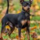 Best Min Pin Dog Food: Fueling Your Active Pup! | World’s Most Delicious Foods: Must-Try Dishes from Every Country
