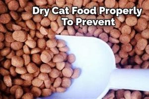Tips: Does Dry Cat Food Spoil? + Storage Guide World’s Most Delicious Foods: Must-Try Dishes from Every Country Tips: Does Dry Cat Food Spoil? + Storage Guide | World’s Most Delicious Foods: Must-Try Dishes from Every Country