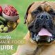 Top English Mastiff Dog Food: Best Choices & Brands | World’s Most Delicious Foods: Must-Try Dishes from Every Country