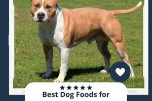 Guide: Best Food for American Staffordshire Terriers + Tips World’s Most Delicious Foods: Must-Try Dishes from Every Country Guide: Best Food for American Staffordshire Terriers + Tips | World’s Most Delicious Foods: Must-Try Dishes from Every Country