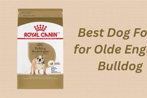 Best Dog Food for Olde English Bulldogs: A Guide World’s Most Delicious Foods: Must-Try Dishes from Every Country Best Dog Food for Olde English Bulldogs: A Guide | World’s Most Delicious Foods: Must-Try Dishes from Every Country