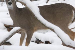 Top Best Deer Food for Winter: Survival Guide World’s Most Delicious Foods: Must-Try Dishes from Every Country Top Best Deer Food for Winter: Survival Guide | World’s Most Delicious Foods: Must-Try Dishes from Every Country