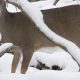 Top Best Deer Food for Winter: Survival Guide | World’s Most Delicious Foods: Must-Try Dishes from Every Country