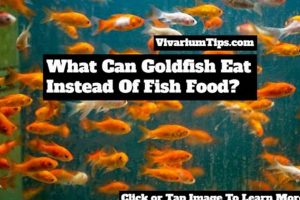 Beyond Flakes: What Else Can Goldfish Eat? Diet Tips World’s Most Delicious Foods: Must-Try Dishes from Every Country Beyond Flakes: What Else Can Goldfish Eat? Diet Tips | World’s Most Delicious Foods: Must-Try Dishes from Every Country