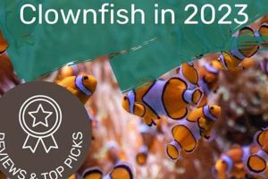 Guide: Best Clownfish Food for a Vibrant Reef + Tips World’s Most Delicious Foods: Must-Try Dishes from Every Country Guide: Best Clownfish Food for a Vibrant Reef + Tips | World’s Most Delicious Foods: Must-Try Dishes from Every Country