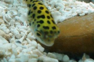 Best Green Puffer Fish Food: Diet & Care Tips World’s Most Delicious Foods: Must-Try Dishes from Every Country Best Green Puffer Fish Food: Diet & Care Tips | World’s Most Delicious Foods: Must-Try Dishes from Every Country