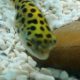 Best Green Puffer Fish Food: Diet & Care Tips | World’s Most Delicious Foods: Must-Try Dishes from Every Country