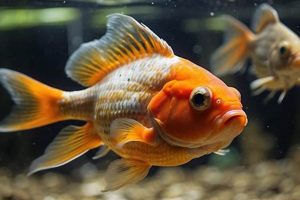 Best & Worst: What Food Can Goldfish Eat? World’s Most Delicious Foods: Must-Try Dishes from Every Country Best & Worst: What Food Can Goldfish Eat? | World’s Most Delicious Foods: Must-Try Dishes from Every Country