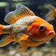 Best & Worst: What Food Can Goldfish Eat? | World’s Most Delicious Foods: Must-Try Dishes from Every Country