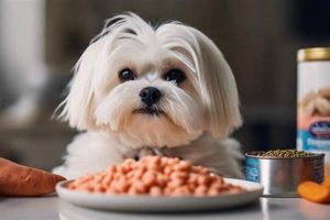 Top Food for Maltese Allergies: Expert Diet Tips World’s Most Delicious Foods: Must-Try Dishes from Every Country Top Food for Maltese Allergies: Expert Diet Tips | World’s Most Delicious Foods: Must-Try Dishes from Every Country