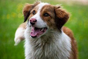 Top Picks: Best Puppy Food for Australian Shepherd Puppy (2024) World’s Most Delicious Foods: Must-Try Dishes from Every Country Top Picks: Best Puppy Food for Australian Shepherd Puppy (2024) | World’s Most Delicious Foods: Must-Try Dishes from Every Country
