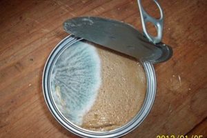 Cat's Moldy Food: Risks, Prevention & Tips | World’s Most Delicious Foods: Must-Try Dishes from Every Country