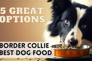 Guide: Best Food for Border Collie Puppy in 2024 World’s Most Delicious Foods: Must-Try Dishes from Every Country Guide: Best Food for Border Collie Puppy in 2024 | World’s Most Delicious Foods: Must-Try Dishes from Every Country