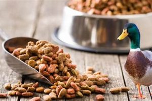 The Facts: Can Ducks Really Eat Dog Food Safely? World’s Most Delicious Foods: Must-Try Dishes from Every Country The Facts: Can Ducks Really Eat Dog Food Safely? | World’s Most Delicious Foods: Must-Try Dishes from Every Country