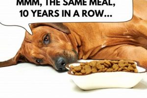 Why Do Dogs Get Tired of Their Food? Tips & Solutions World’s Most Delicious Foods: Must-Try Dishes from Every Country Why Do Dogs Get Tired of Their Food? Tips & Solutions | World’s Most Delicious Foods: Must-Try Dishes from Every Country