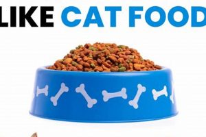 Why Dog Food Tastes Like Cat Food? The Feline Flavor Secret World’s Most Delicious Foods: Must-Try Dishes from Every Country Why Dog Food Tastes Like Cat Food? The Feline Flavor Secret | World’s Most Delicious Foods: Must-Try Dishes from Every Country