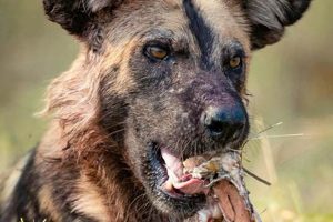 Unleashing the Wild: Natural Food for Dogs Guide | World’s Most Delicious Foods: Must-Try Dishes from Every Country